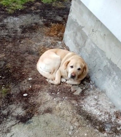 lab
