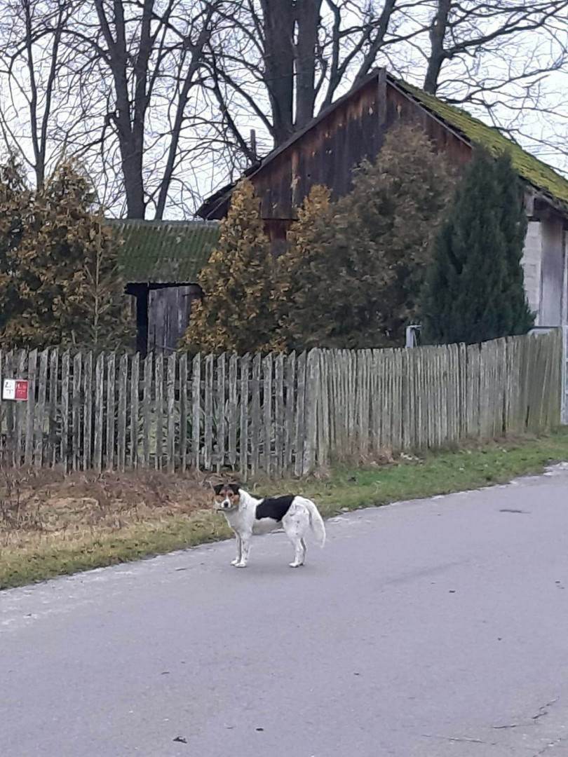 Poszukujemy właściciela zabłąkanego psa