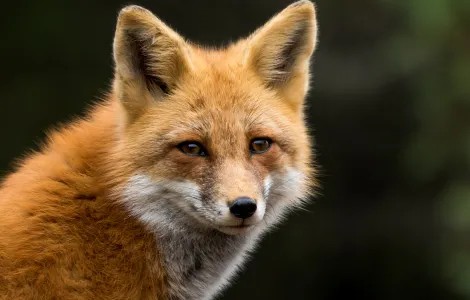 Komunikat Podkarpackiego Wojewódzkiego Lekarza Weterynarii 