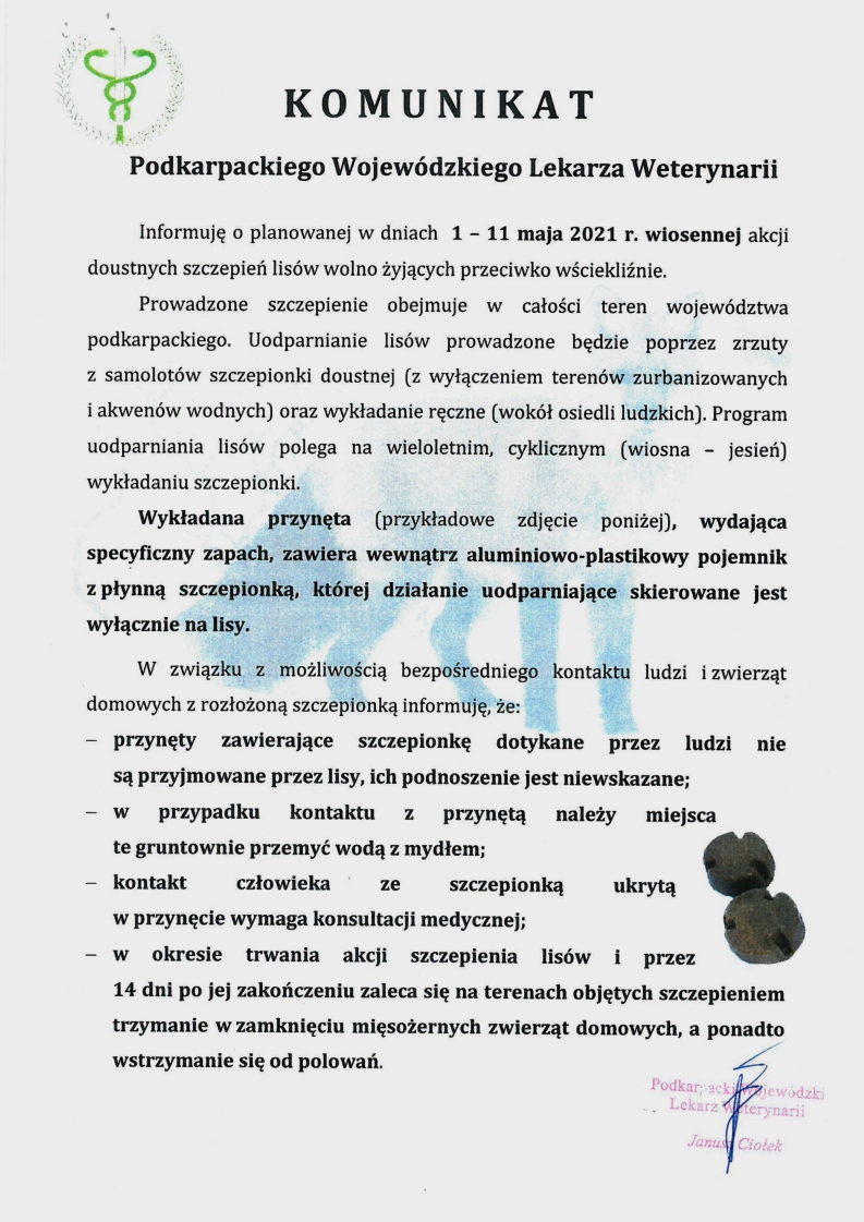 Akcja szczepienia lisów