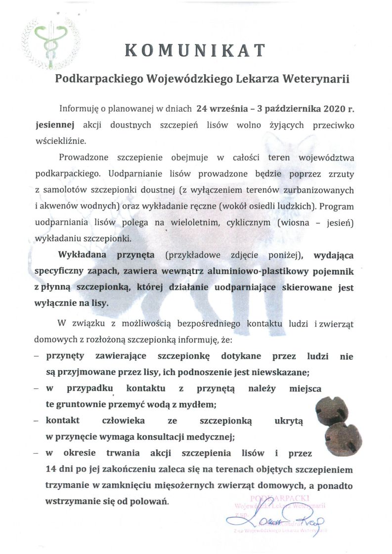 szczepienie lis&oacute;w